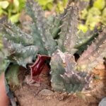 Orbea variegata “Carrion-flower”