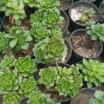 Aeonium haworthii Webb (Variety 1) “Haworth’s aeonium”