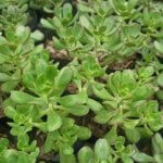 Sedum praealtum “Green cockscomb”