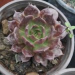 Echeveria purpusorum (Variety 1) “Vishnu Kamal”