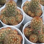 Mammillaria elongata DC. “Golden star cactus”