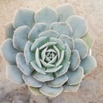 Echeveria lilacina Kimnach & Moran (Variety 1) “Ghost echeveria”