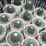 Mammillaria spinosissima Lem. “Spiny Pincushion Cactus”