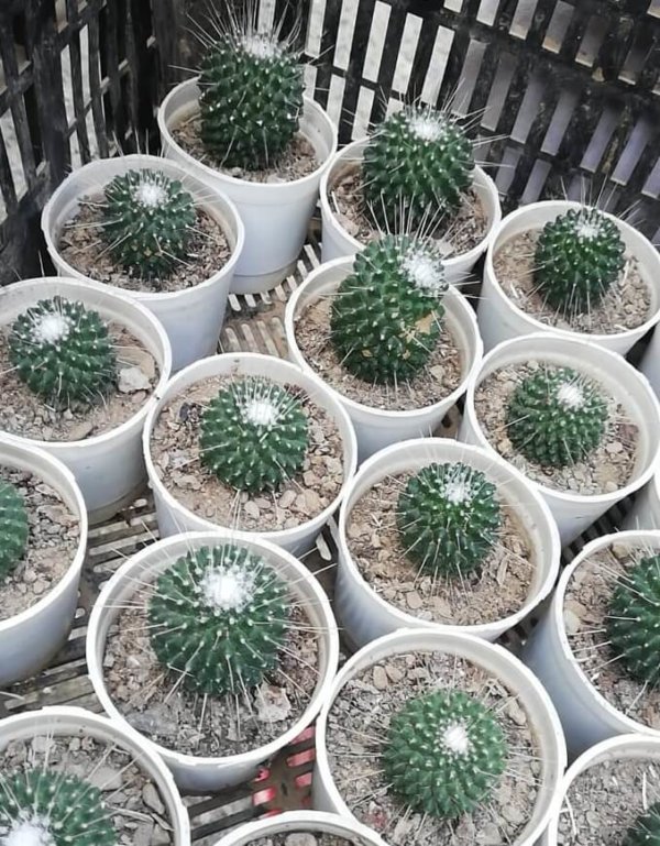 Mammillaria spinosissima Lem. "Spiny Pincushion Cactus"