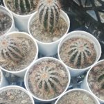 Ferocactus herrerae J.G.Ortega “Fishhook Barrel Cactus”