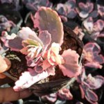 Kalanchoe laxiflora Baker(Variety 1) “Milky widow’s thrill”