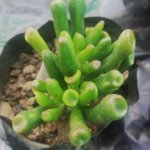 Crassula ovata (Mill.) Druce(Variety 1) “Jade plant”