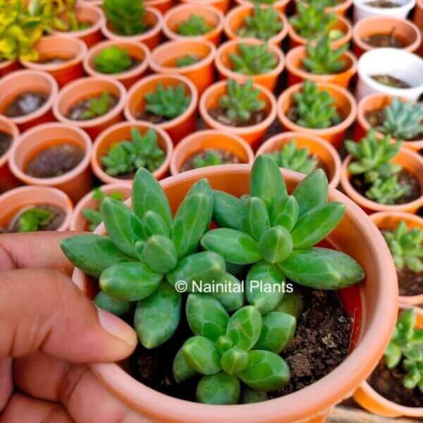 Pachyphytum Compactum Succulent Plant 4