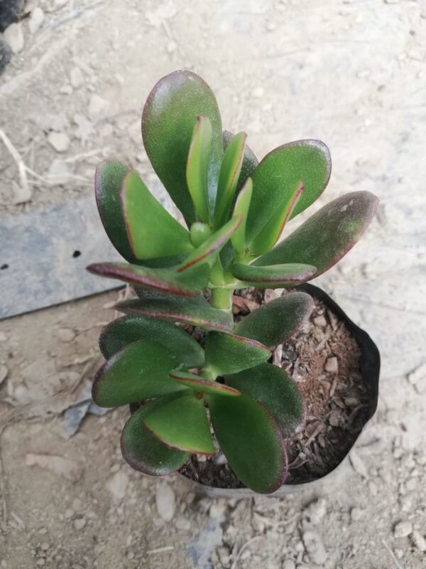 Crassula ovata Succulent Plant