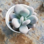Moon Stone Succulent (With Pot and Soil)